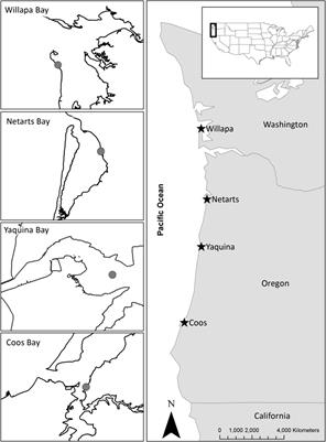 Differential Responses of Eelgrass and Macroalgae in Pacific Northwest Estuaries Following an Unprecedented NE Pacific Ocean Marine Heatwave